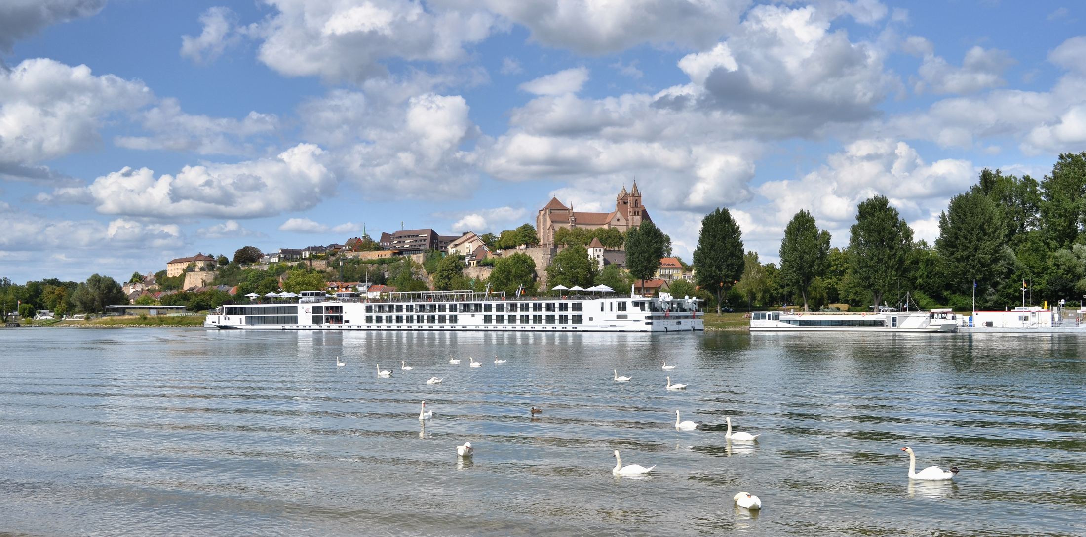 Blick über den Rhein mit Schwänen und Flusskreuzfahrtschiffen auf den Münsterberg von Breisach
